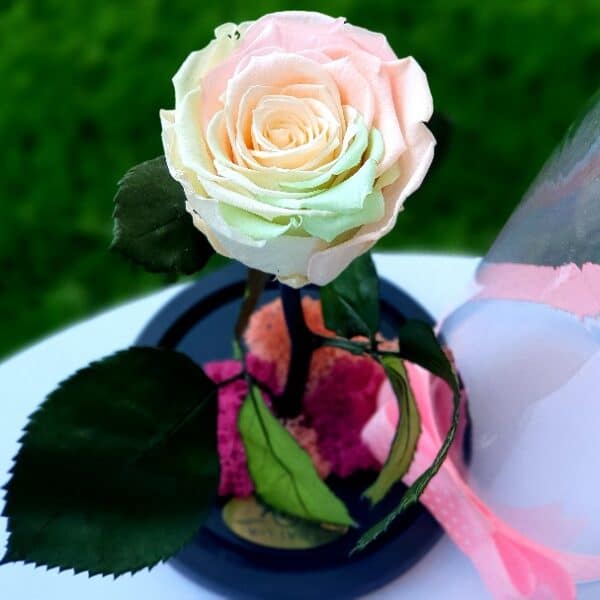 trandafir criogenat multicolorr