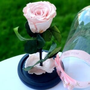 trandafir criogenat roz01