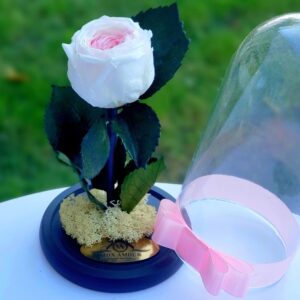 trandafir criogenat alb roz q21
