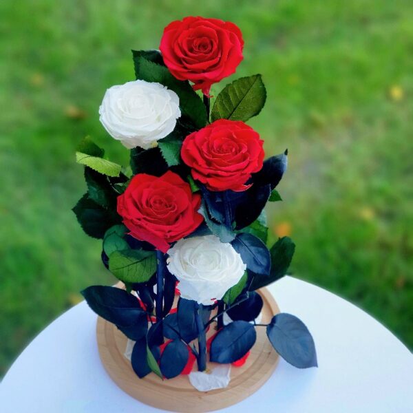 trandafiri criogenati albi si rosii in cupola q12q