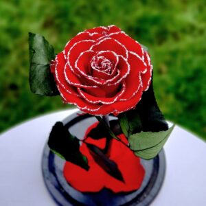 trandafir-criogenat-rosu-craciun-q1efje