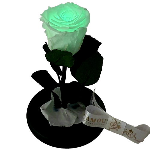 trandafir-criogenat_-fosforescent-q123o